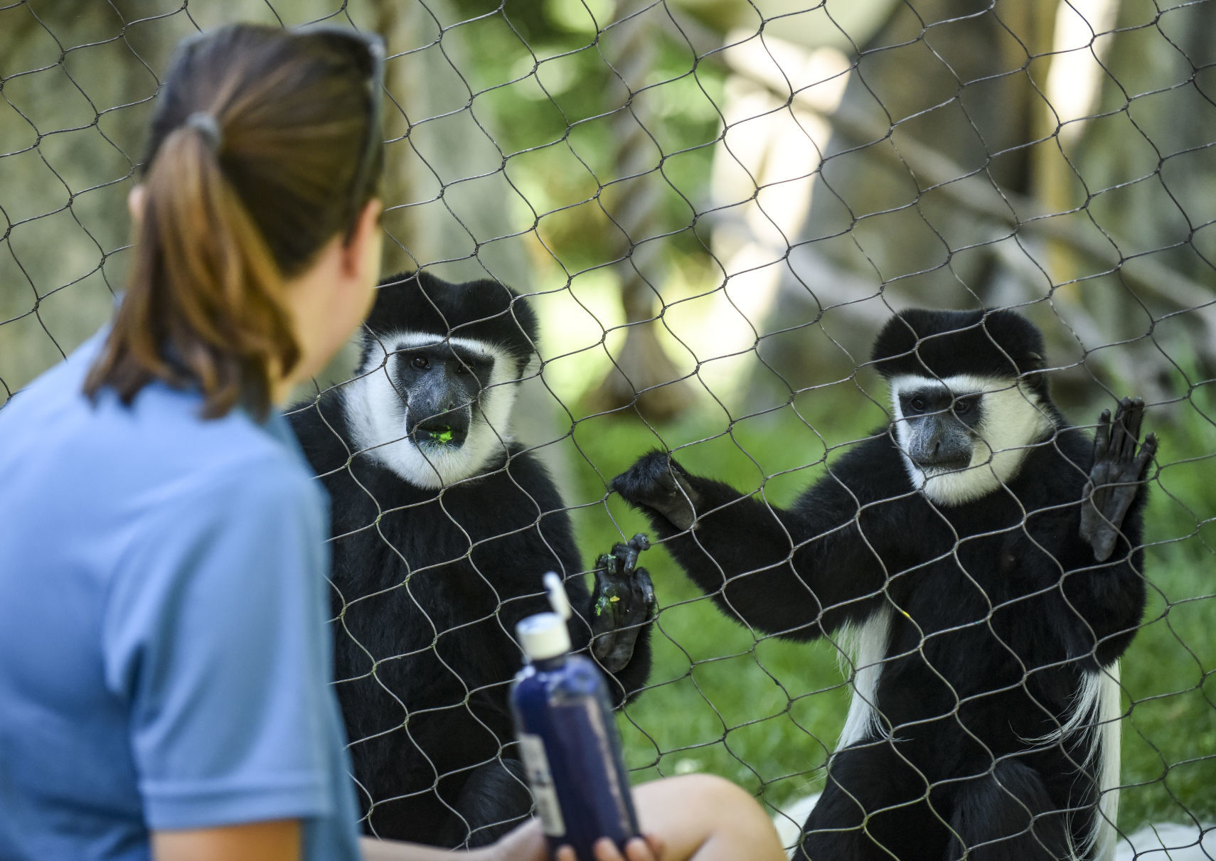080919-mda-nws-monkey-10.jpg